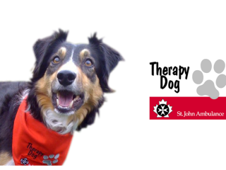 St john's clearance pet therapy